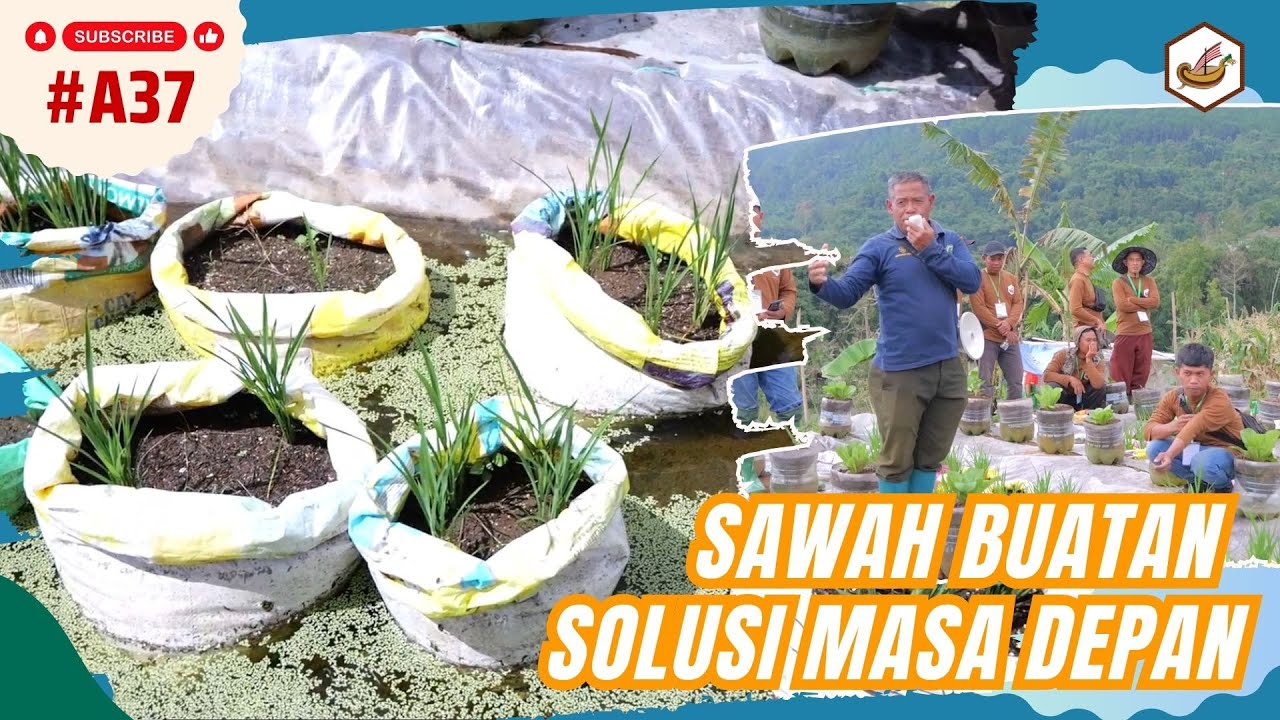 Sawah Buatan Solusi Pertanian Masa Depan