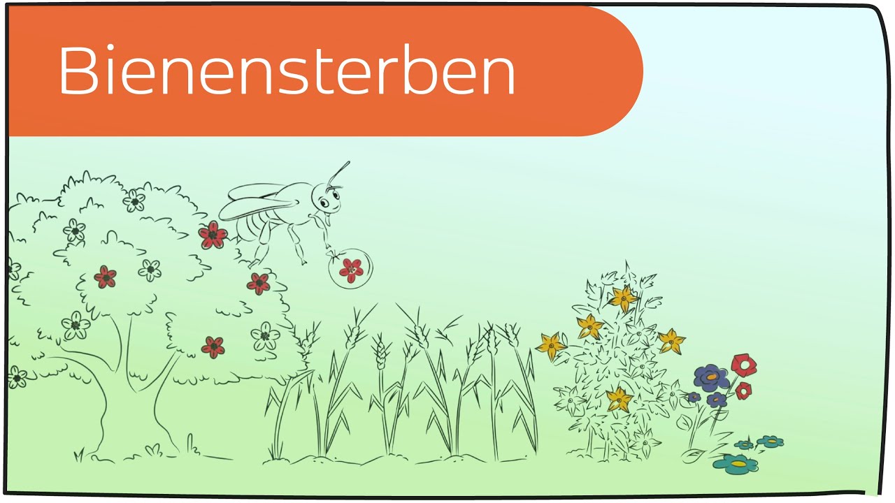 Bienensterben in 3 Minuten erklärt