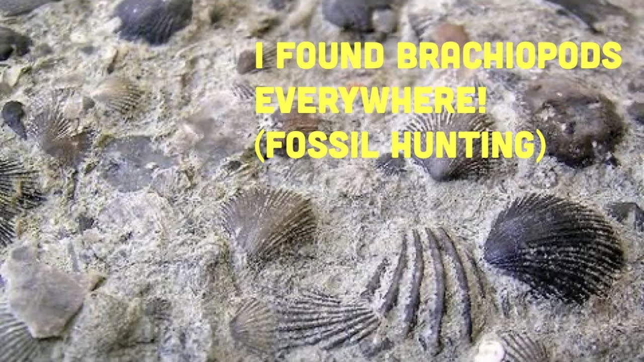 I Found Brachiopods Everywhere (Fossil Hunting)