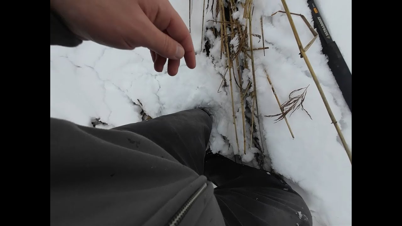 Barschjagd bei Frost – Ilmenau hat mir alles abverlangt ❄️🎣