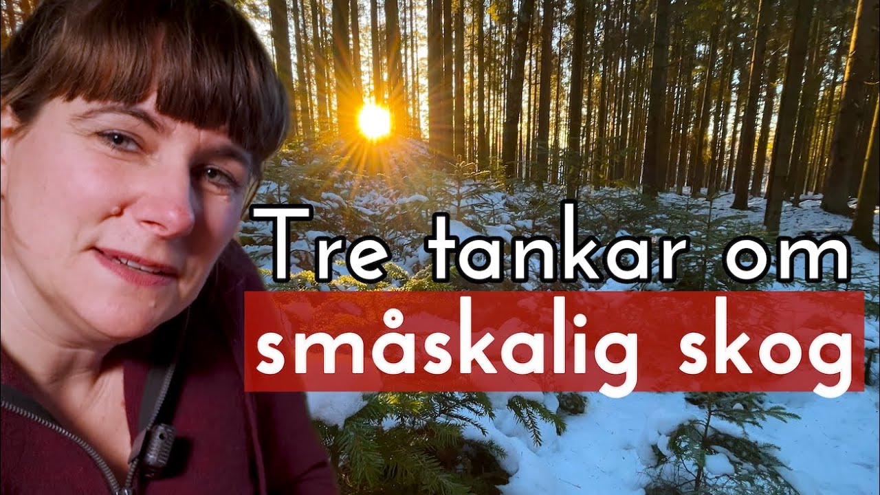 Tankar om småskalig skog och ekonomi - Hanna reflekterar över filmen om Anders Wilkes