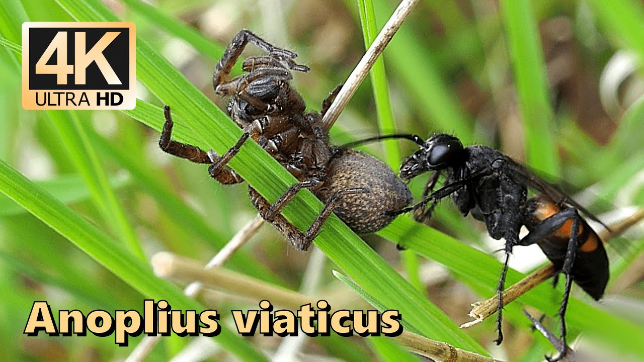 Black-banded spider wasp (Anoplius viaticus)