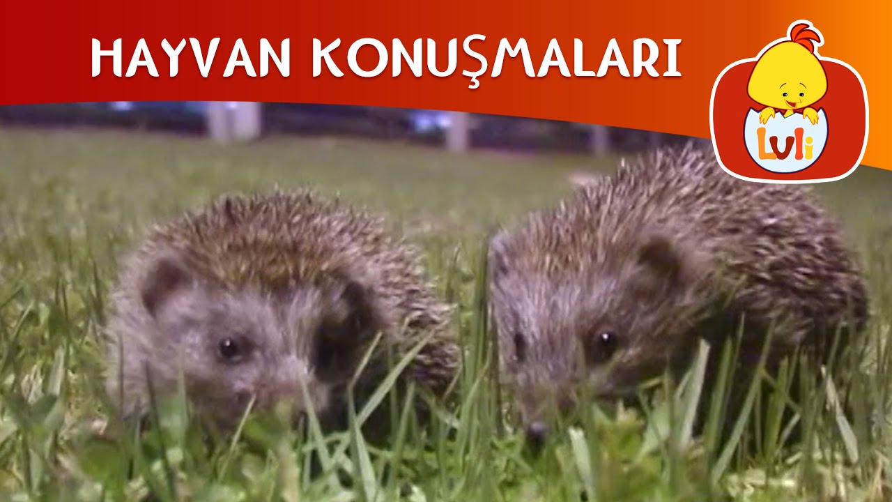 HAYVAN KONUŞMALARI - HORACE VE HARRIETT'İN MACERALARI, LULI TV