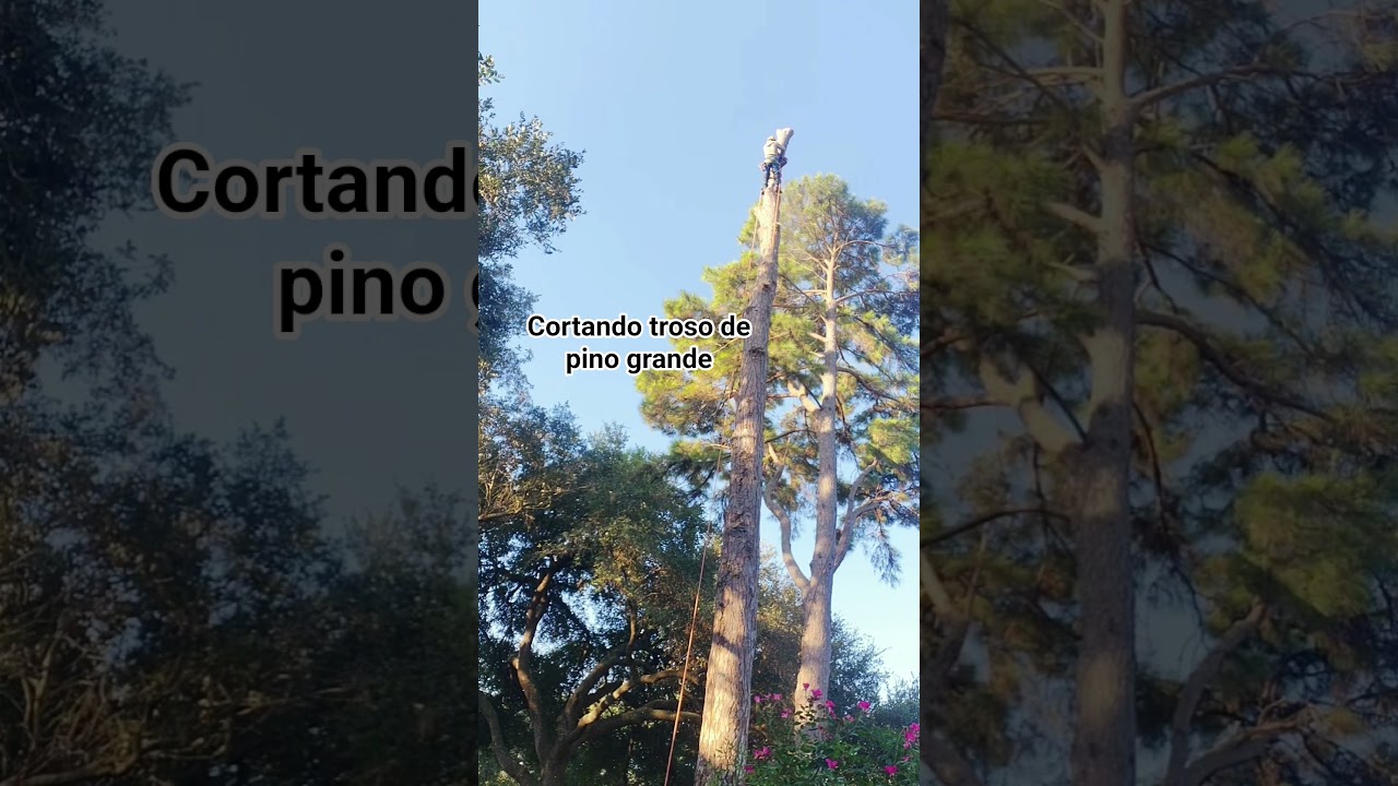 cortando troso de pino grande.
