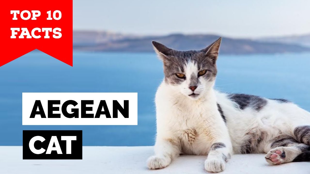 Aegean Cats- TOP 10 FACTS