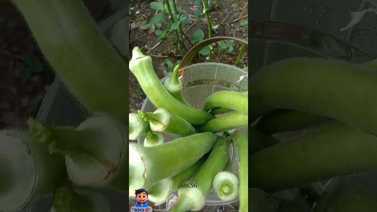 Harvest Time Fresh Okra from Our Garden! 🌱 ADCSG VLOGS: A Day in my Life