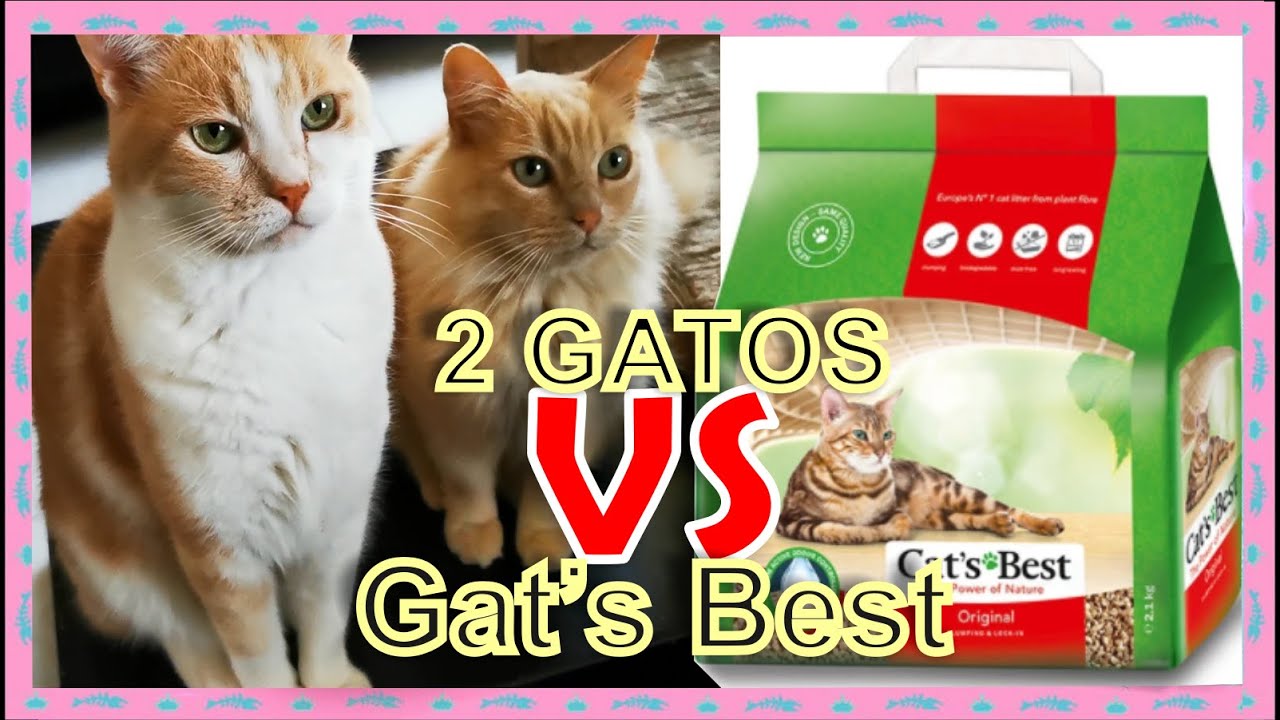 ARENA🏖️ PARA GATOS🐱 / A PRUEBA DE Fuego😼🔥/ 2 GATOS VS  CAT´S BEST
