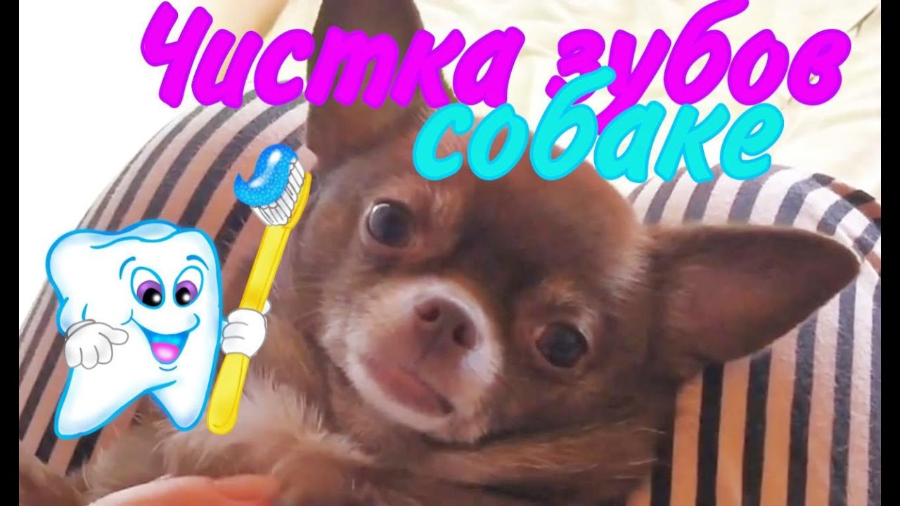 Чистим зубы чихуахуа.😁Идеальная собака))