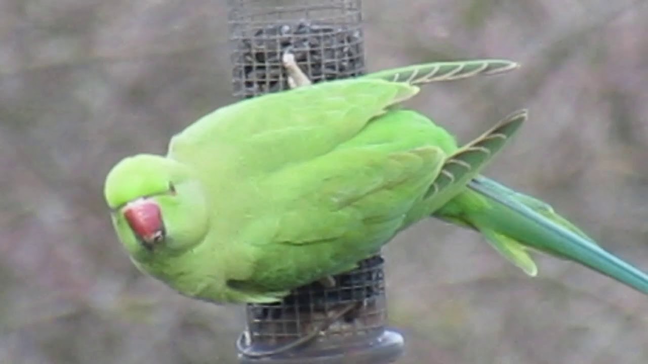 Parakeets feeding