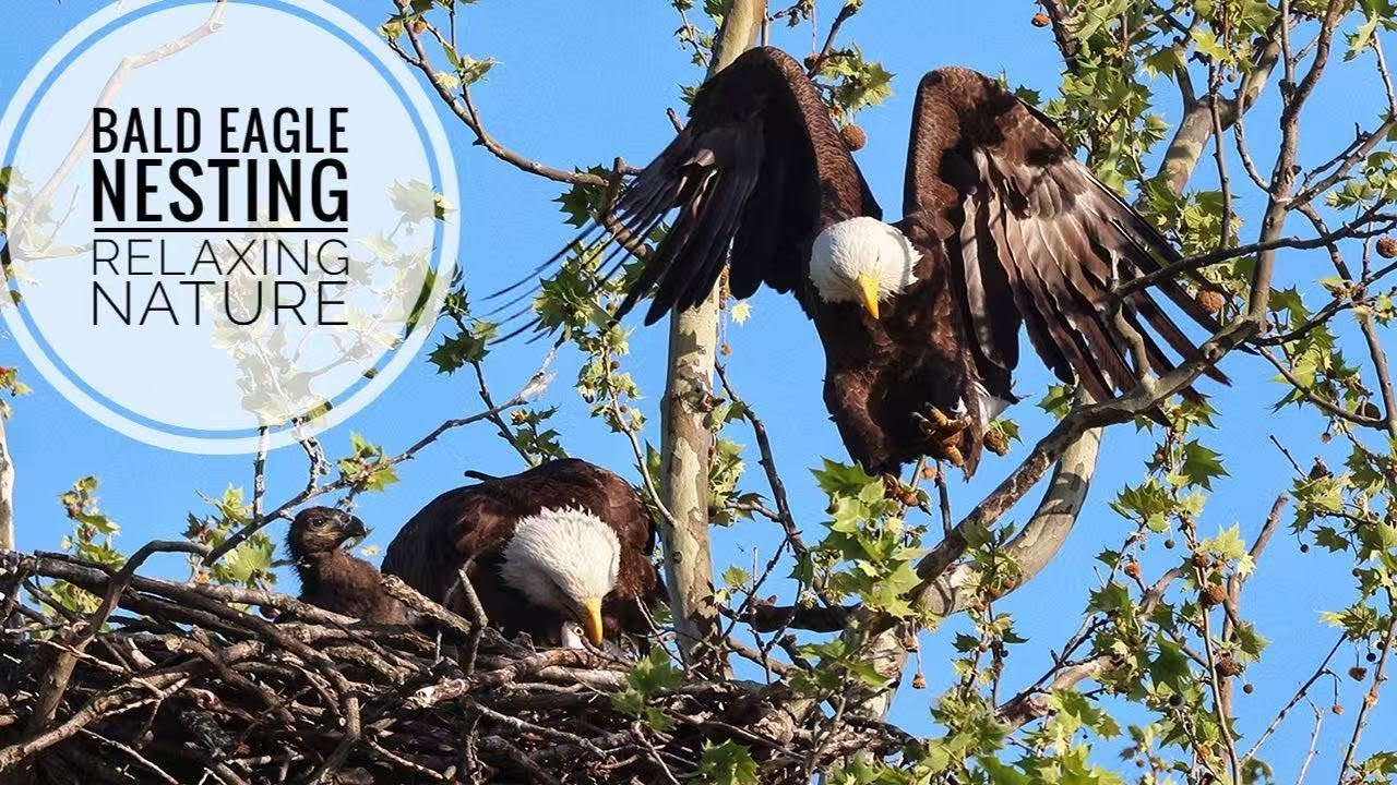 Relaxing Bald Eagle Chicks 31 Days Epic 6 | Nature Sounds & Soft Music
