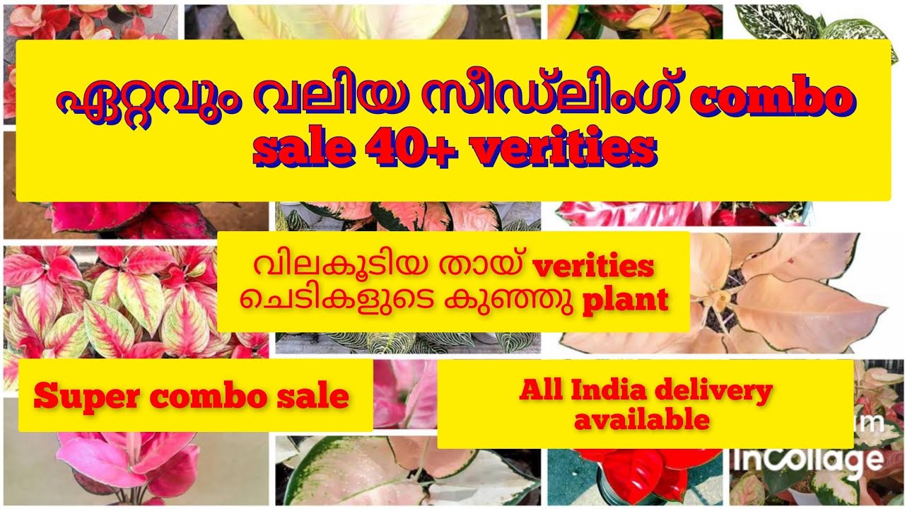 ആയിരങ്ങൾ vila വരുന്ന top rare aglonema babyplants കുഞ്ഞു വിലയിൽ#supercombooffer #aglonema