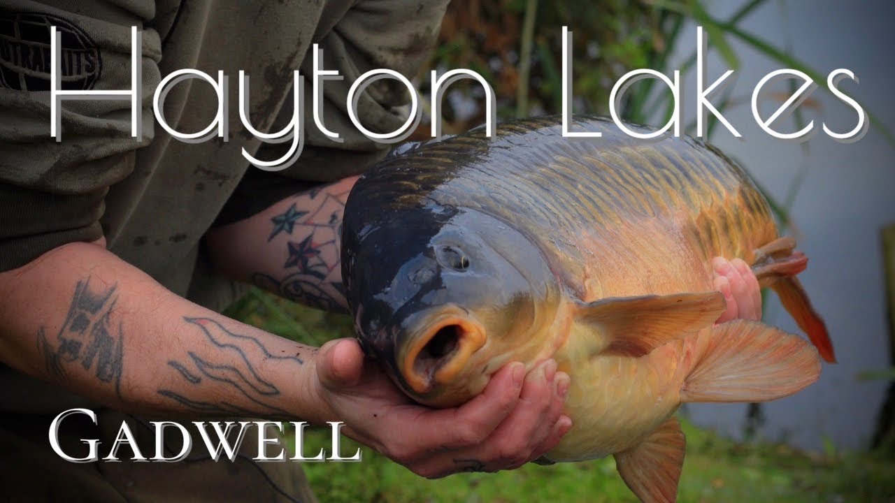 *DAY TICKET CARP*  winter carp fishing on Hayton Lakes Retford… STUNNERS