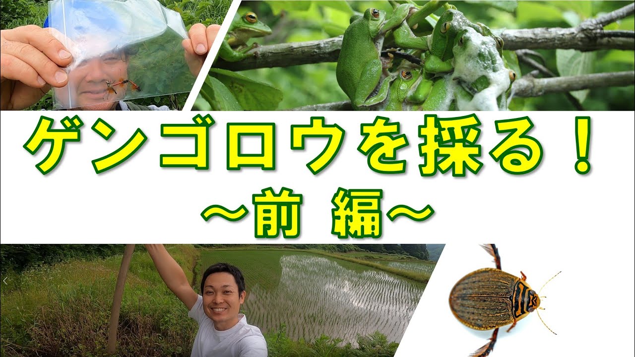 ゲンゴロウを採る ! ～前編～