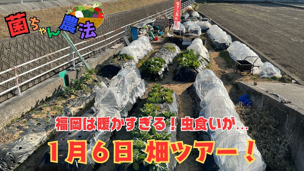 新年最初の畑ツアー★無肥料でも白菜が元気に育っています！【菌ちゃん農法３年目】