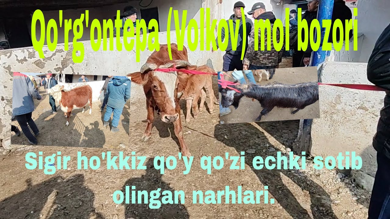 Qo'rg'ontepa mol bozori 
