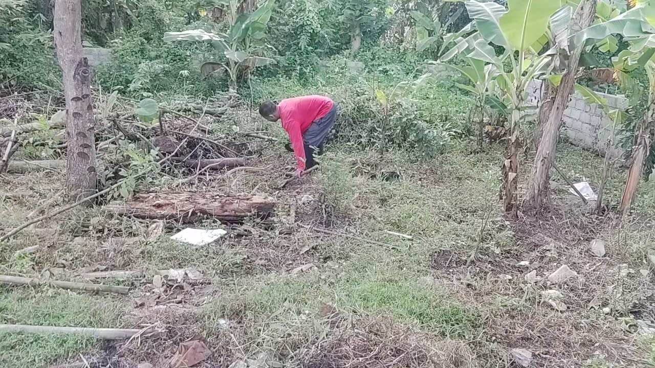 Bersih bersih belakang rumah impian Joko Fitri
