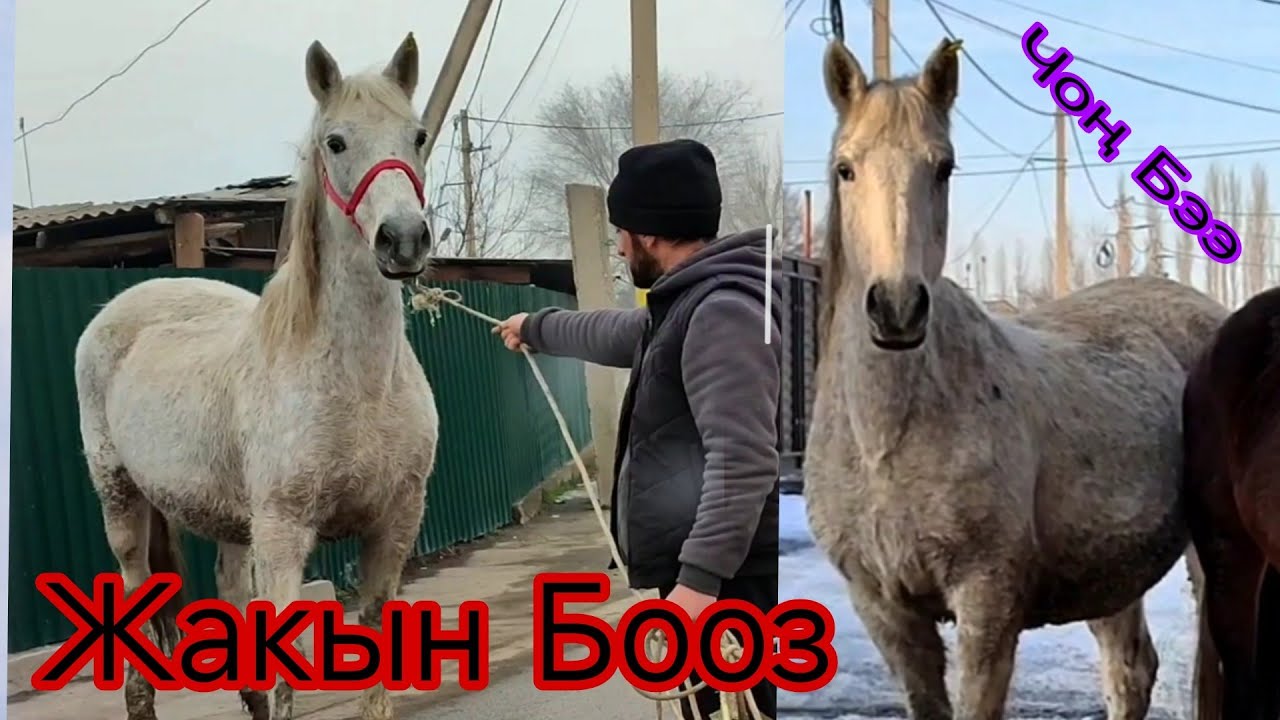 11-Февраль Бишкектен жакшы Бээ чыкты Бооз