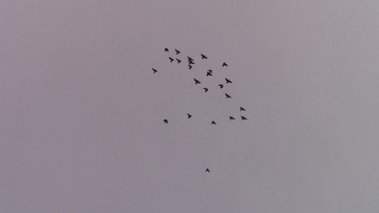 Birmingham Flying Roller Pigeons , Oct 1,2018 Modoc Zippers 1st round of 2018