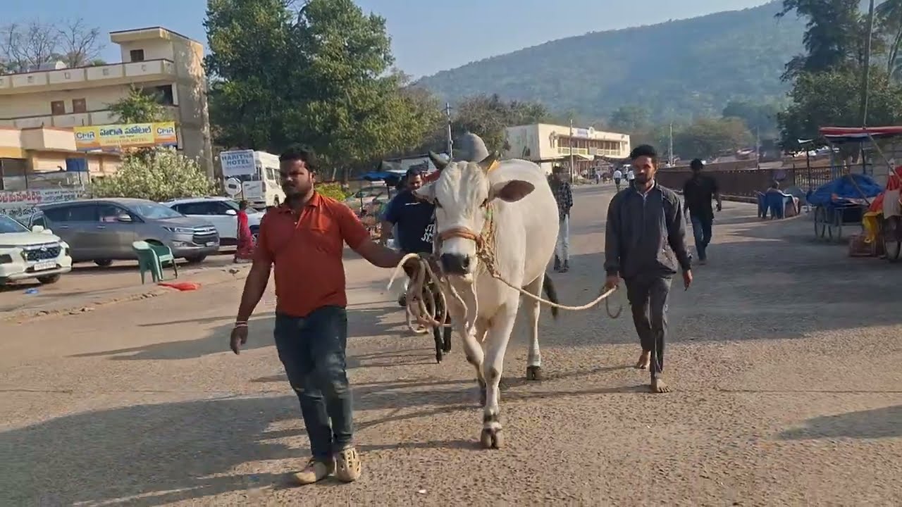 Simhachalam _Bhadrachalam preparing for the Mahanandi war || RK BULLS ||
