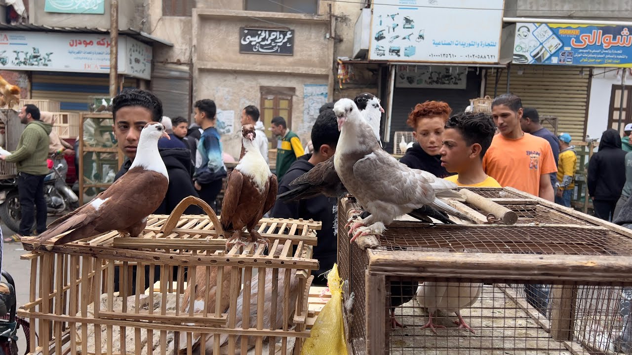 هبوط اسعار الحمام في سوق دمياط حمام غزار و زينه
