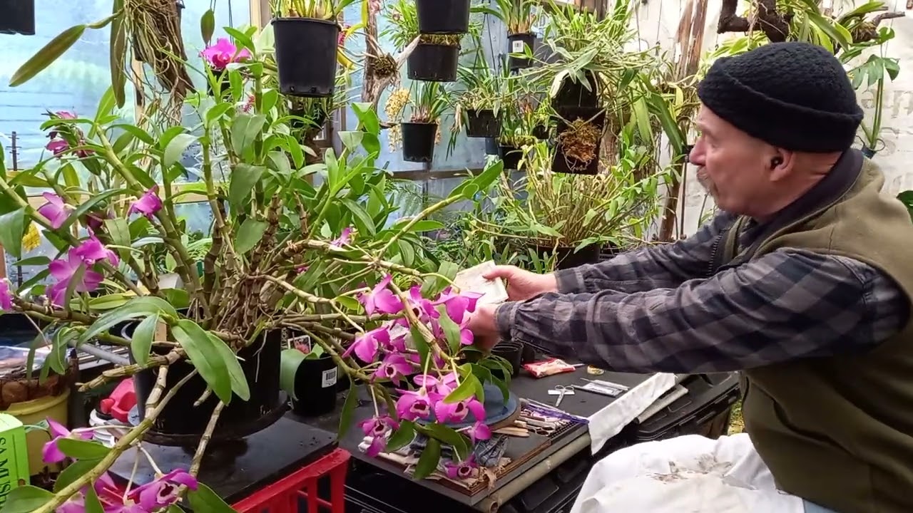 Orchid Keikis from Den. Nobile varieties.