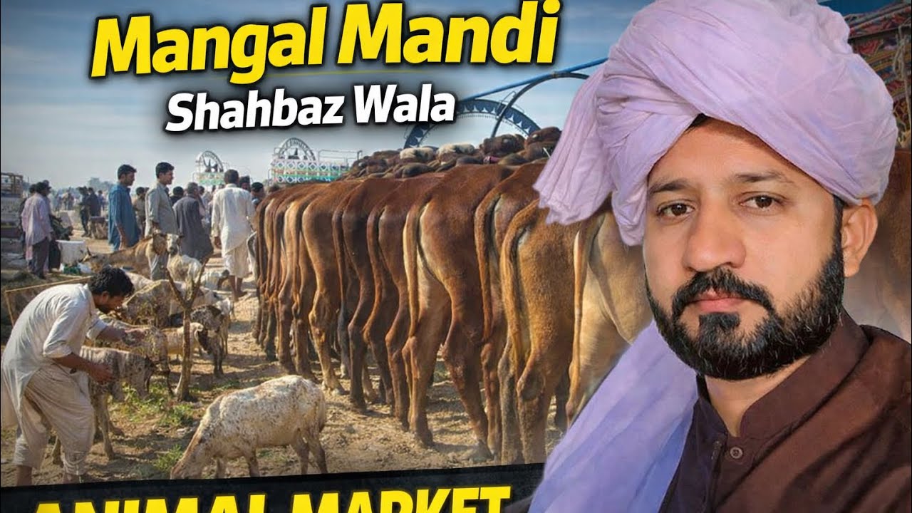 Mangal mandi shahbaz wala |bakra mandi multan mandi منگل منڈی madrisa mandi 