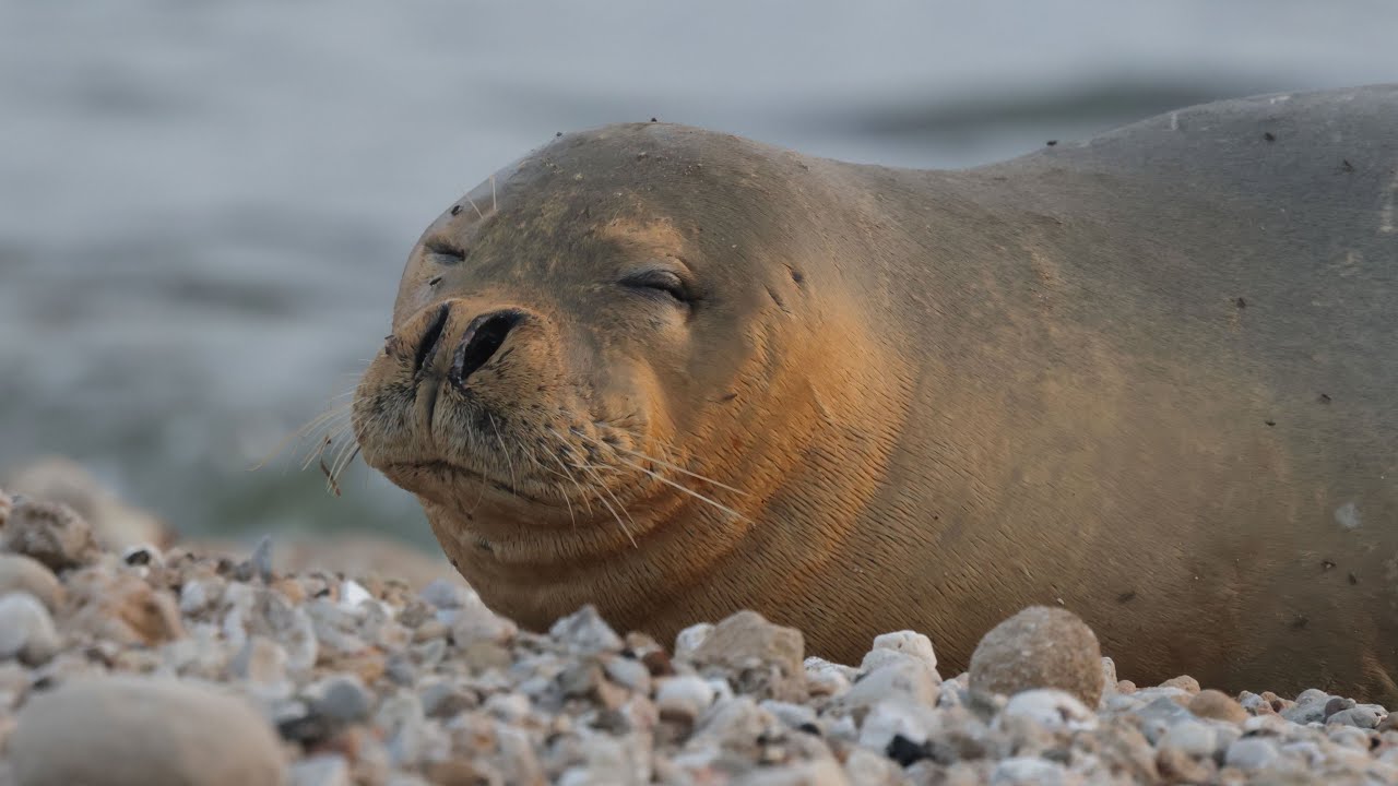 Mediterranean Monk seal, adult female on Jaffa's beach כלב ים נזירי, נקבה בוגרת בחוף יפו