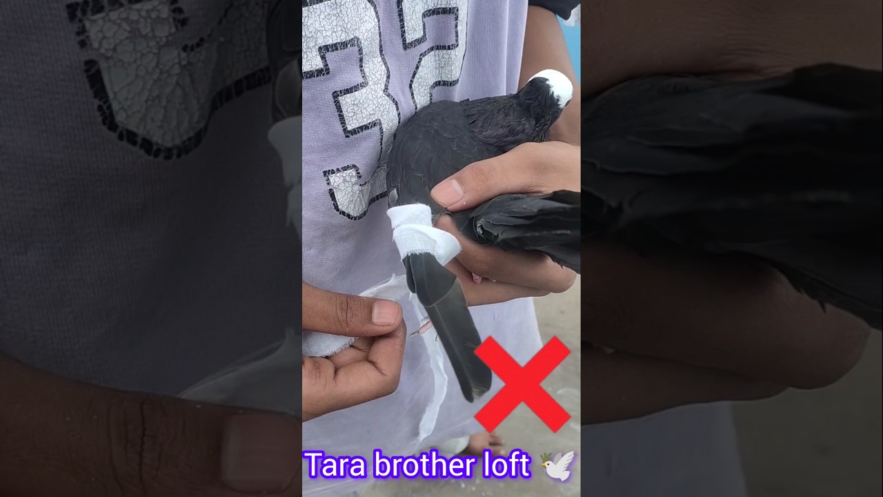 How To cut pigeon wing 🧐🕊#kabootar#bird#pigeonlove#status#viral#pigeon#l#pigeonlover#kabutar#tag