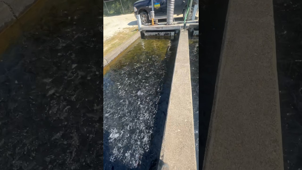 FEEDING 25,000 TROUT in A SINGLE RACEWAY!  #shorts