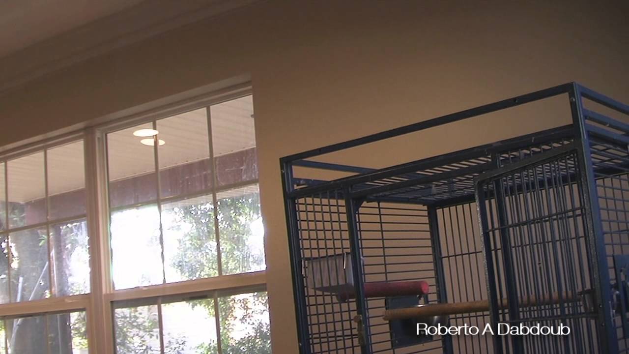 Parrot Attacks and Bites Violinist: Amazing, Scary, Hilarious!