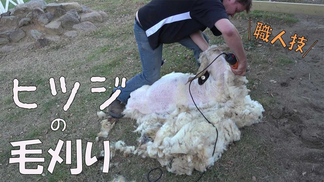 【クセになる】ベテラン毛刈り職人がただただヒツジの毛を刈ります【イベントの告知あり】/SHEEP SHEARING