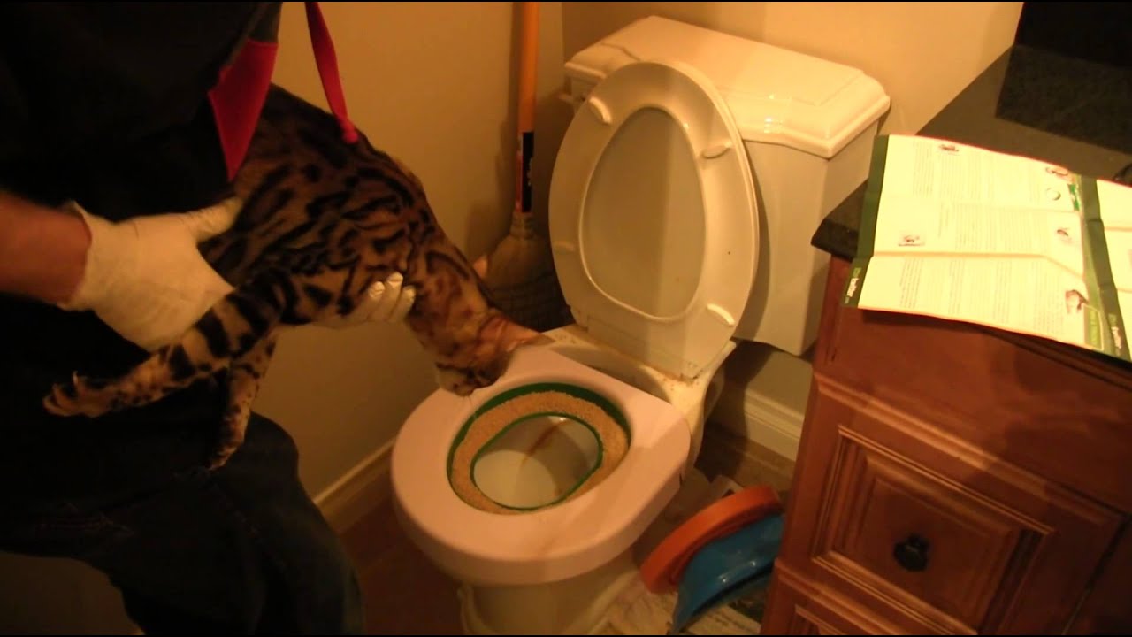 Litter Kwitter Update 7 - The Light at the End of the Tunnel Linus Cat Tips