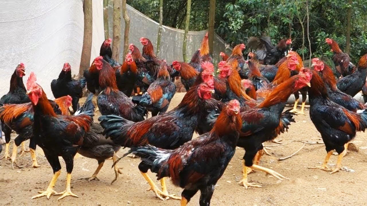 CARA TERNAK AYAM BANGKOK CEPAT PANEN UNTUK PEMULA!