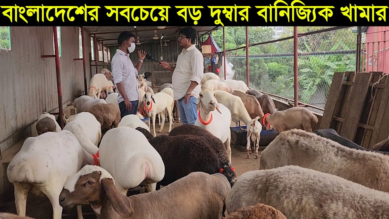 বাংলাদেশের সবচেয়ে বড় দুম্বার খামার। দুম্বার বাচ্চা সহ বড় দুম্বা কিনুন dumba price in bd