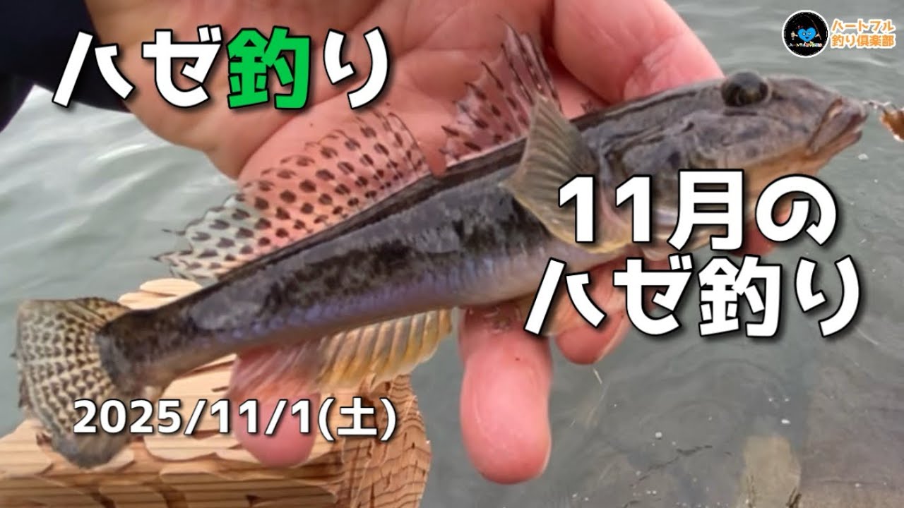 【ハゼ釣り】11月のハゼ釣り 2025年11月1日
