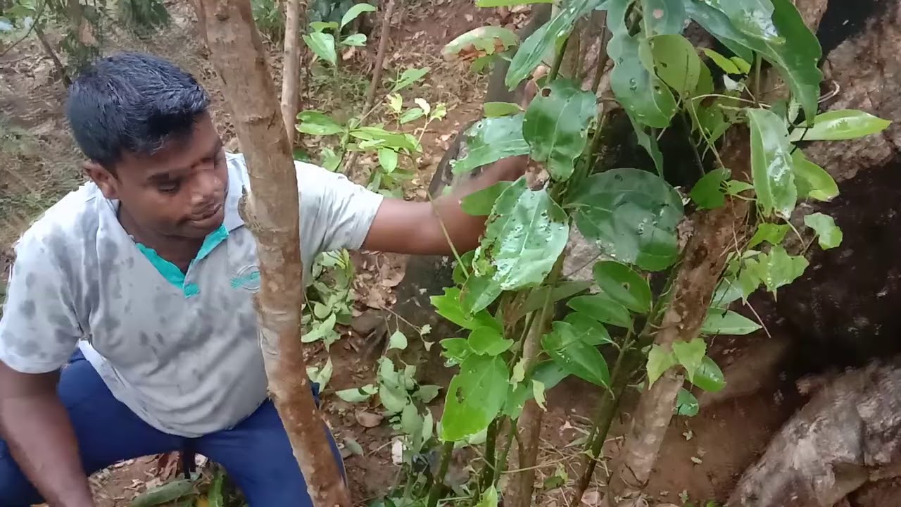 බෝල කුරුදු කපන ව්දිය සාහ නුහුරු පහින අයුරු