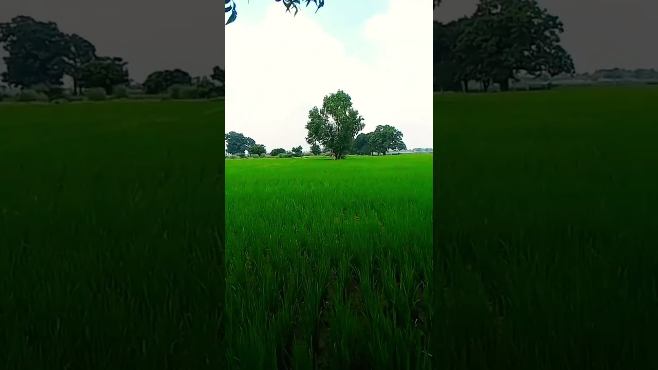 Gav ke log #trending #viralvideo #shorts #farming #villagelife