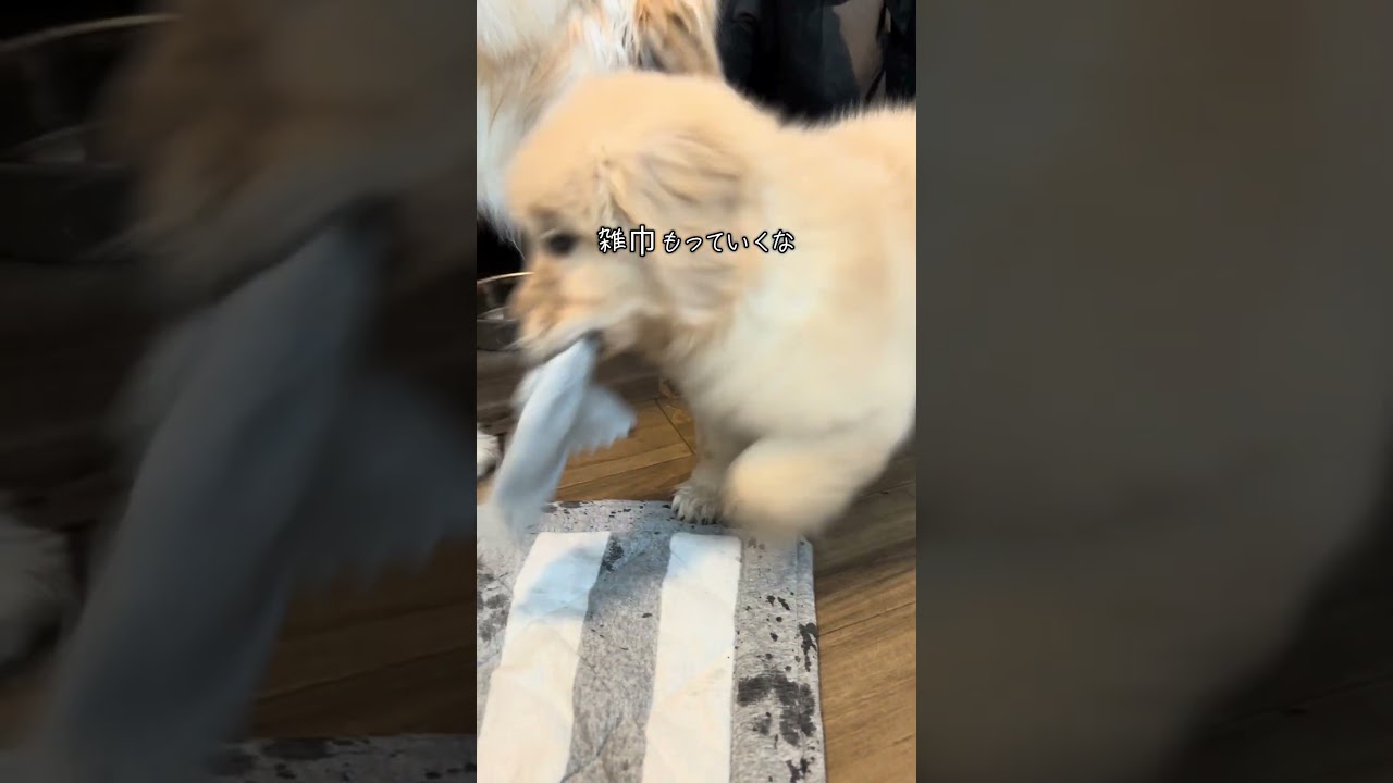 ヤンチャなパピー犬 #ゴールデンレトリバー #大型犬のいる生活 #ゴルパピ #愛犬 #ピレゴル