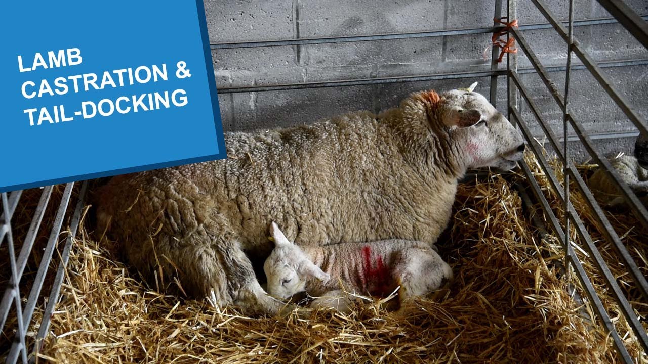 Lamb castration & tail docking