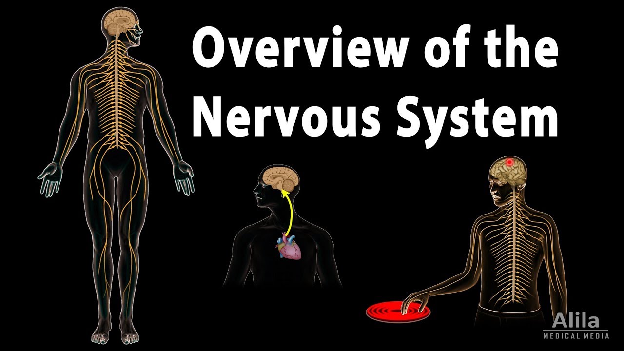 Overview of the Nervous System, Animation