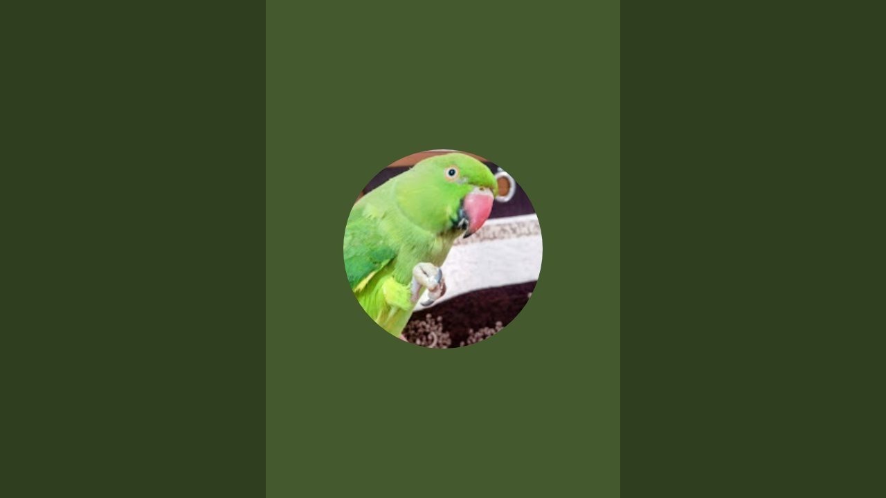 PARROTS EATING GUAVA LIVE VIDEO || PARROT EATING FOOD || CUTE PARROTS  LIVE VIDEO || LIVE VIDEO ||