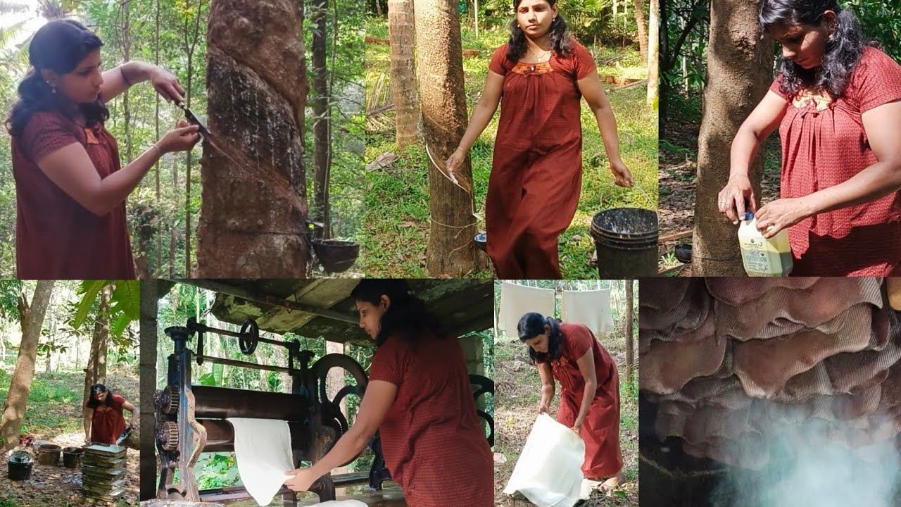 Rubber tapping sheet process / Rubber sheet making / Inspiration video