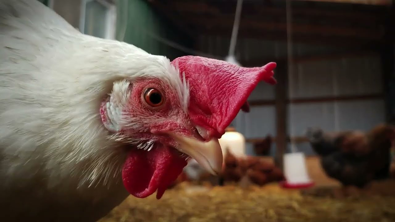 Chicken ASMR - Relaxing Chickens With Ambient Sounds, Music and Clucking