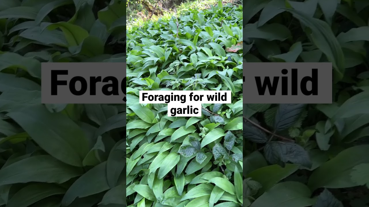 Foraging for wild garlic