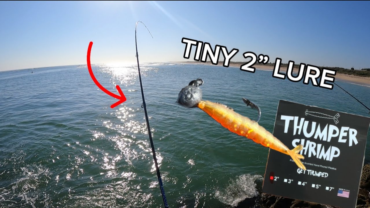 Moonfish CRUSH this 2&rdquo; Thumper Shrimp ( Sebastian Inlet)