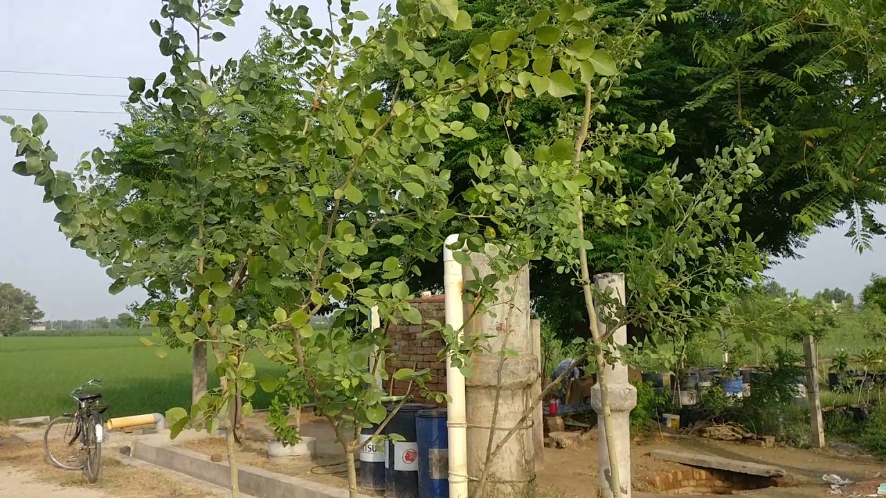 One Year old sheesham Tree @July 2019