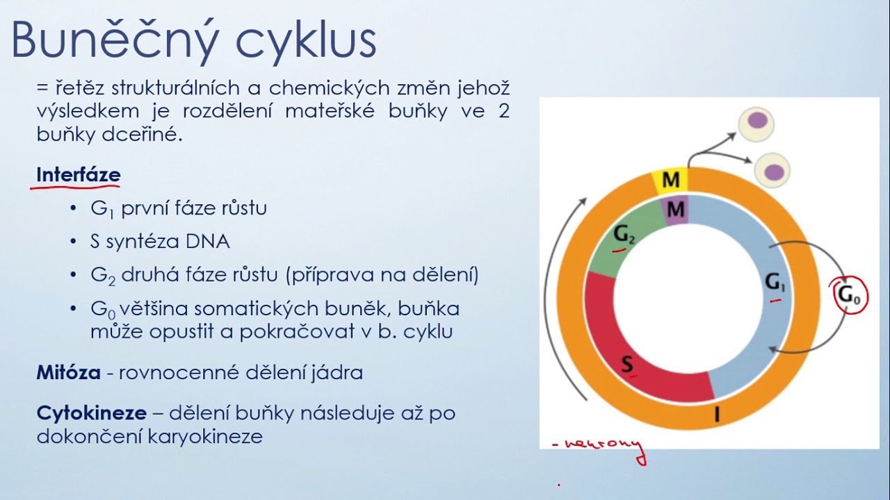 7  buněčný cyklus