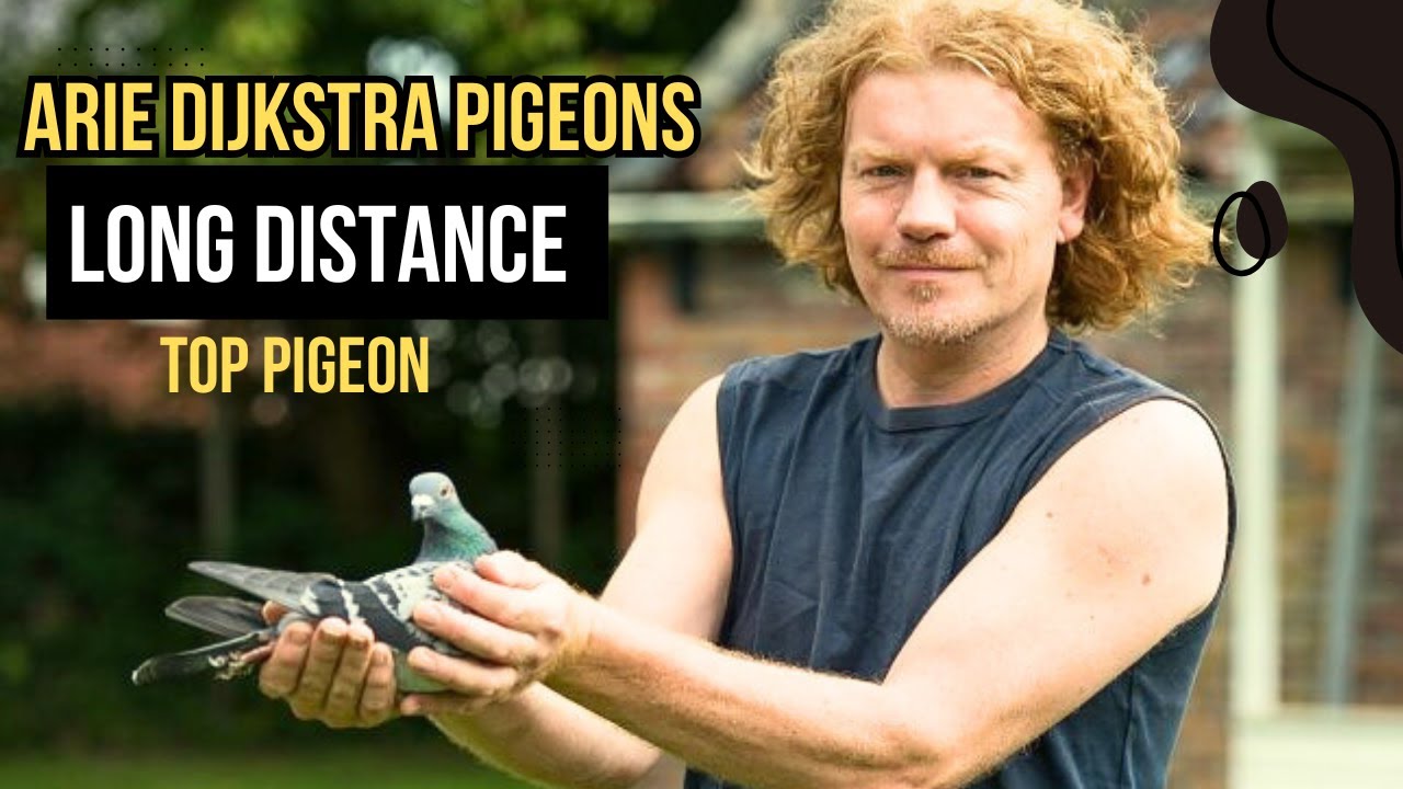 🏆 Arie Dijkstra’s Champion Racing Pigeons: Felice, Valerie & More – National Ace Winners in 2024!