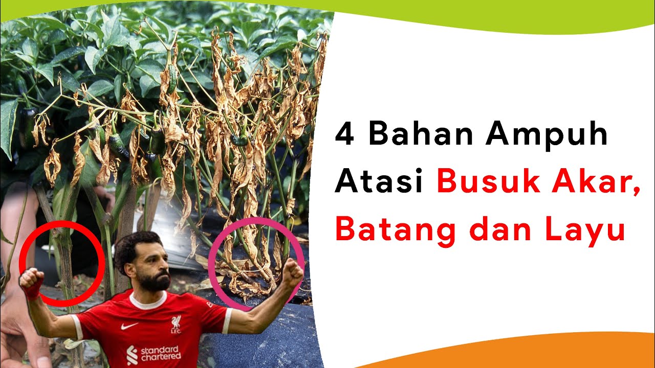4 Bahan Mengobati Busuk Batang, Busuk Akar dan Layu Sekaligus