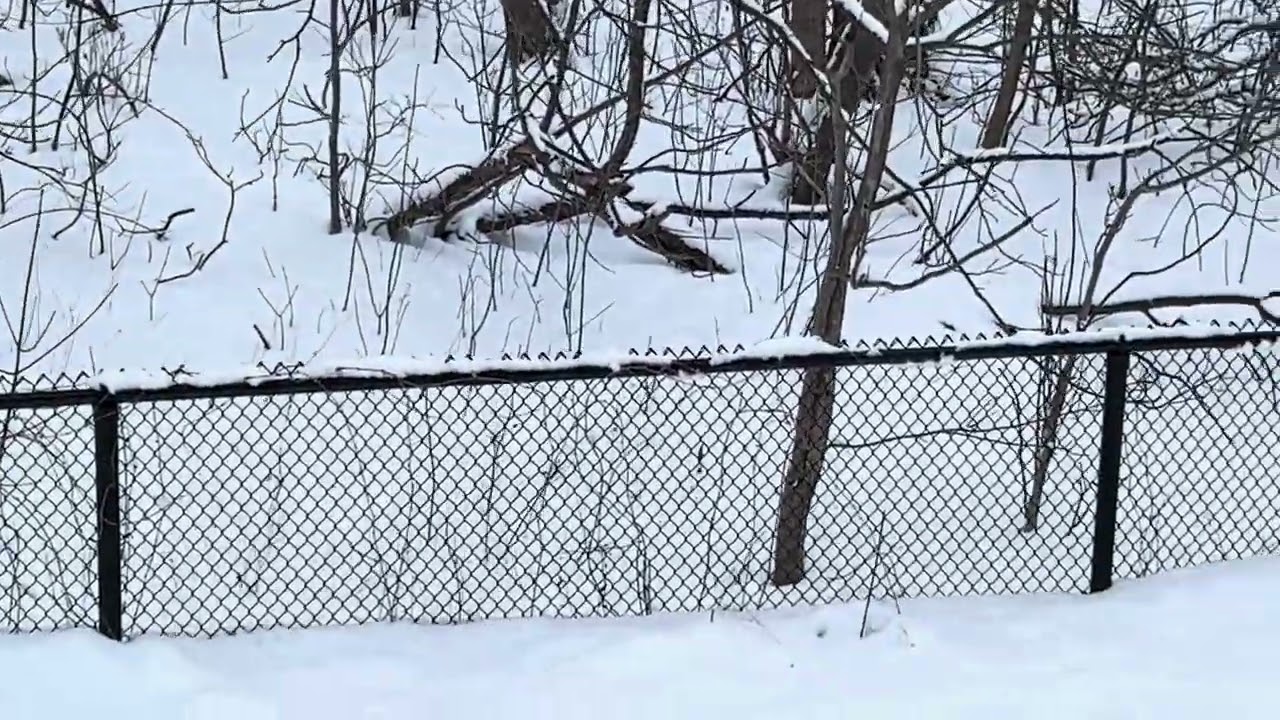 Winter Snow | Feb 6, 2026 | Canada
